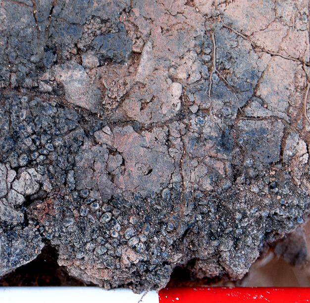 59 DataciÃ³n C14 AMS en semillas